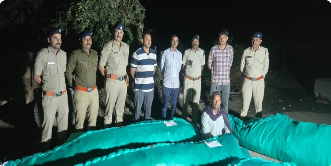 *_गुजरात में कपास की आड़ में अवैध गांजे की खेती का पर्दाफाश, 15 करोड़ रुपये से ज्यादा का माल जब्त_*