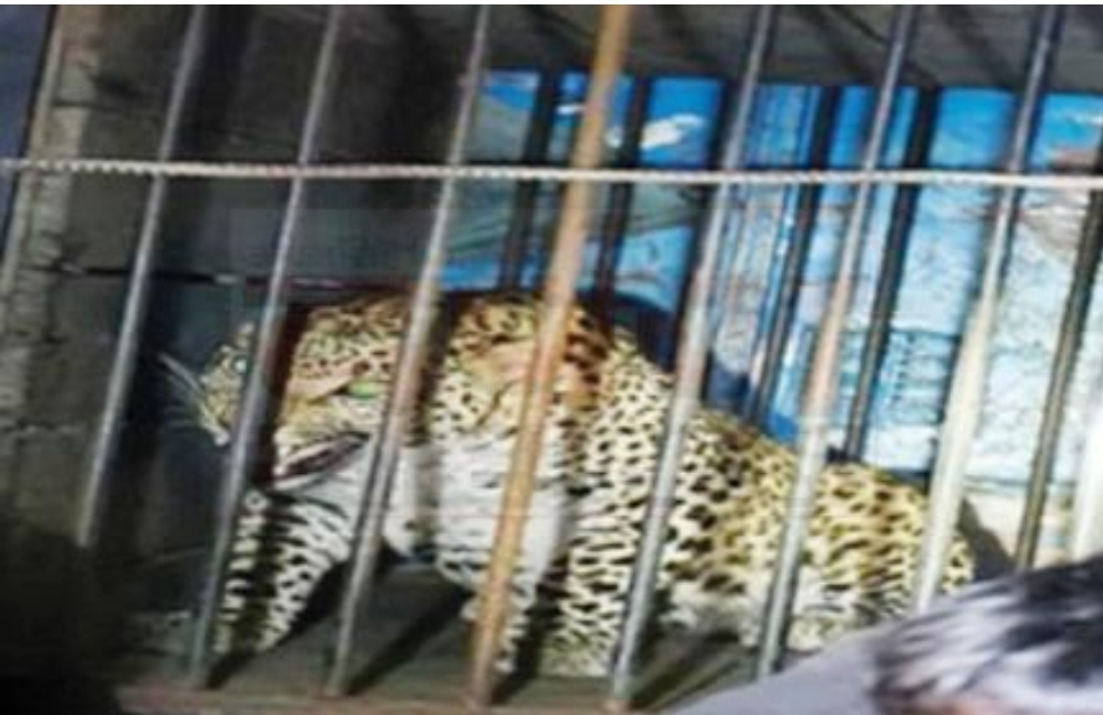 पिंजरे मे कैद हुआ गुलदार 